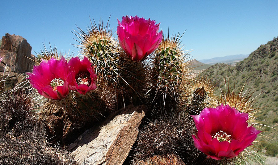 Warm Winter Getaways in Arizona Warm Winter Getaways in Arizona