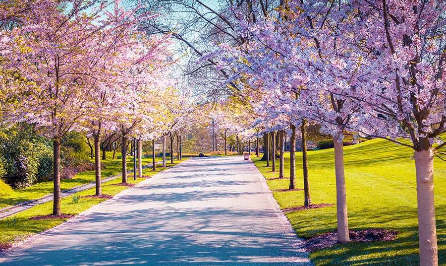 Hotels in Phoenix for Spring Training, Tempe Festival of the Arts & more
